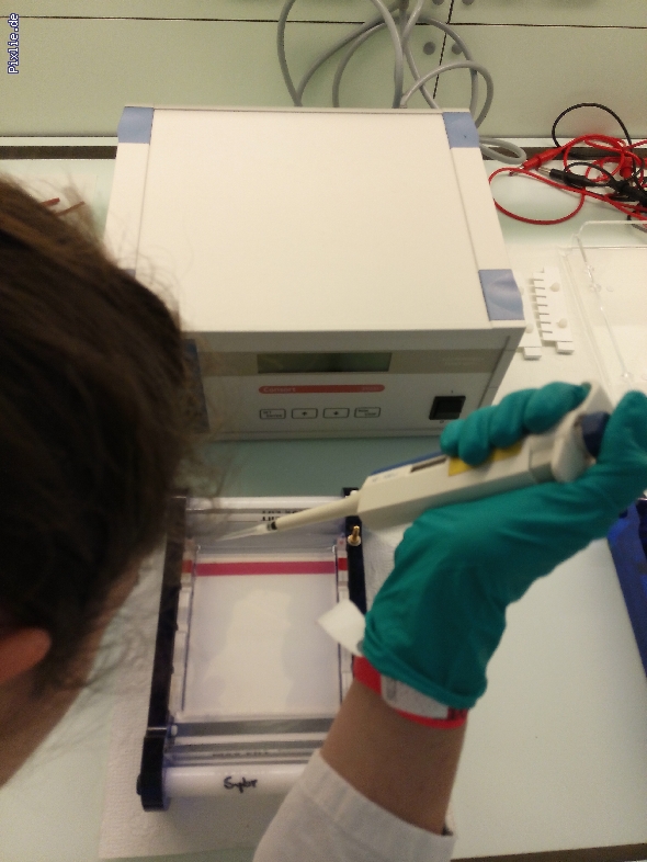 http://www.beruflichesgymnasium.de/pixlie/cache/vs_Phaeno 2017_9 Genlabor. Vorsichtiges Pipettieren der  Bakterien-DNA in die Gel-Tasche. Foto KALM.jpg